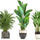 5 Lucruri pe care trebuie sa le stii despre plantele artificiale